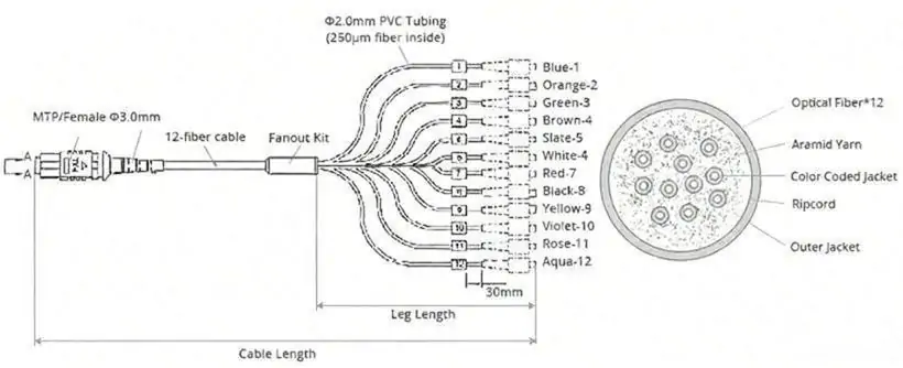 MTP-12 Breakout Cable Structure